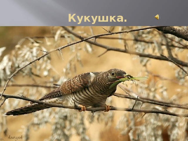  Кукушка. 