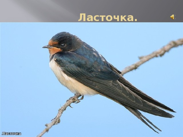  Ласточка. 