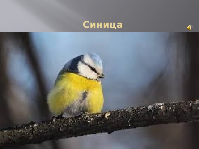    Синица 