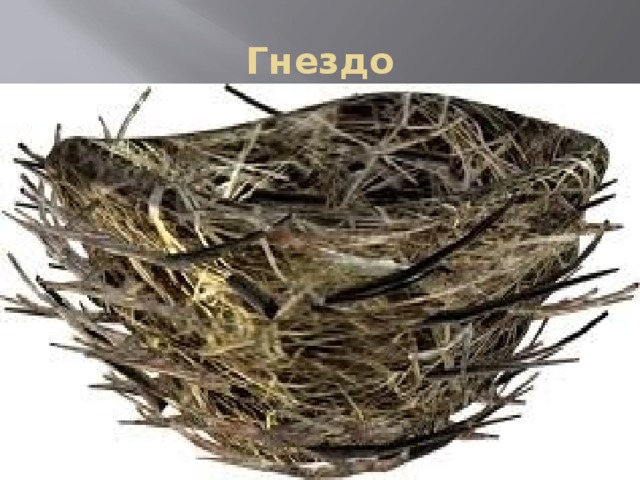 Гнездо 