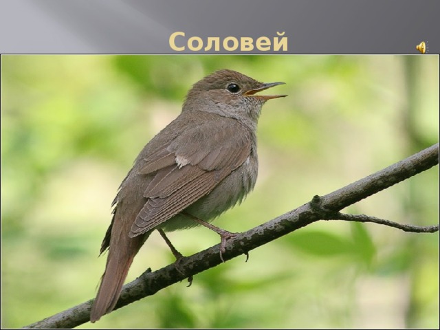  Соловей 