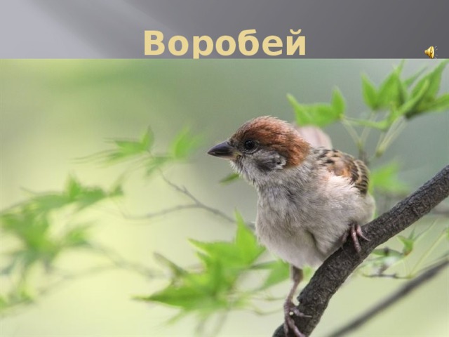Воробей 
