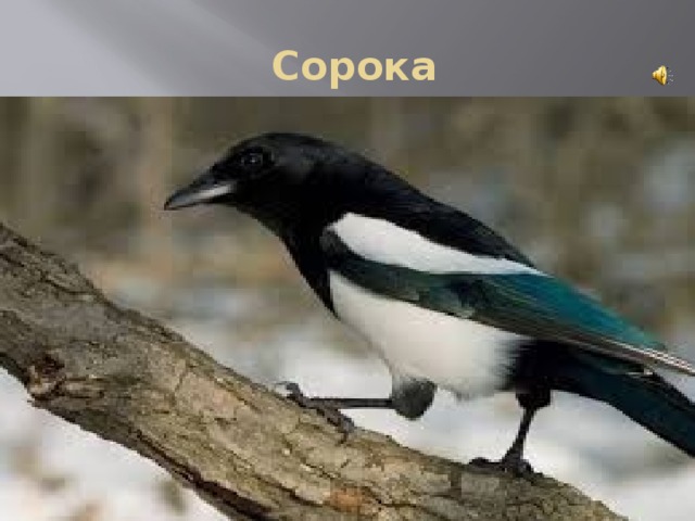  Сорока 
