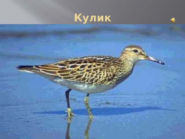 Кулик 