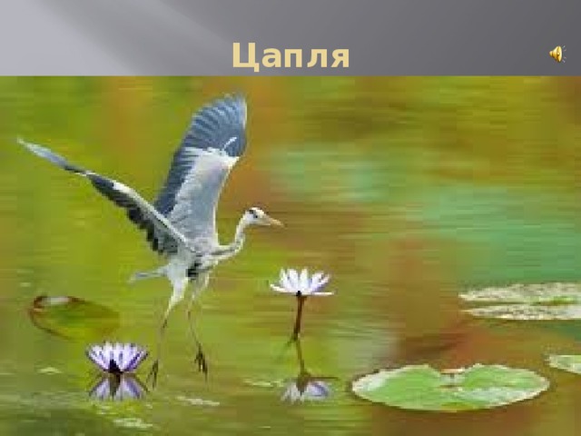 Цапля 