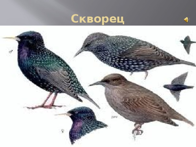 Скворец 