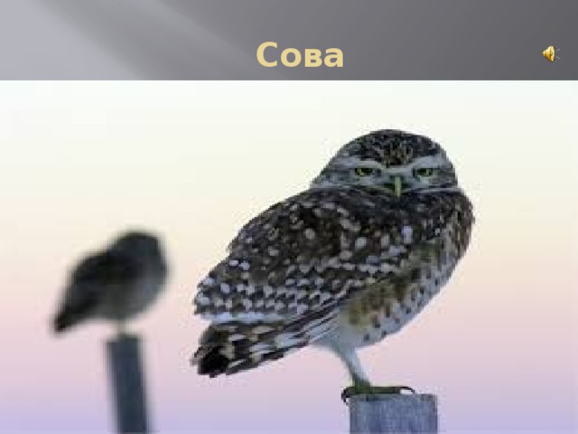  Сова 