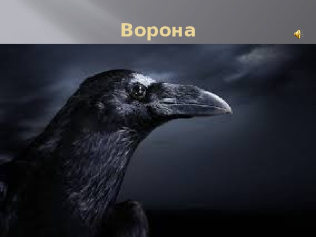 Ворона 
