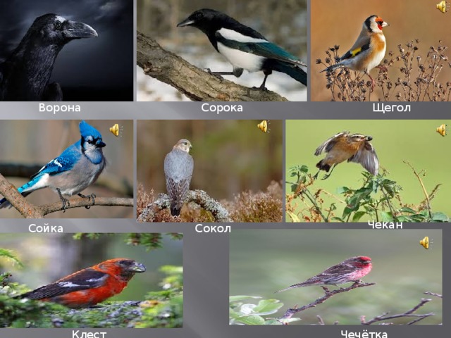  Щегол Ворона  Сорока  Чекан Сойка  Сокол  Чечётка  Клест 