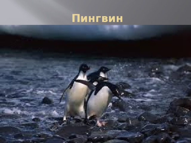  Пингвин 