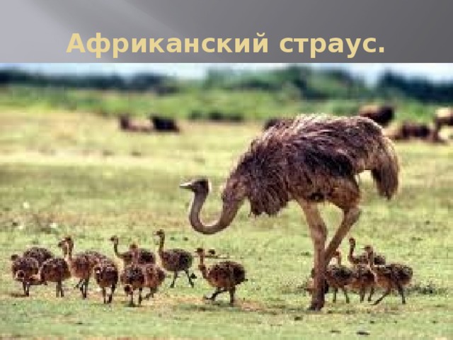 Африканский страус. 