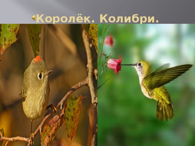 Королёк. Колибри. 