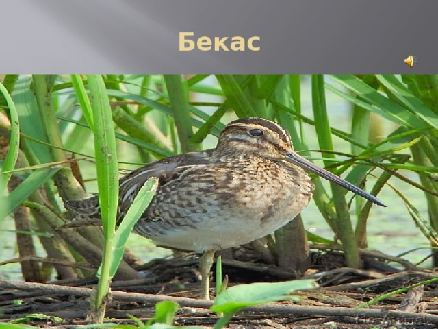 Бекас 