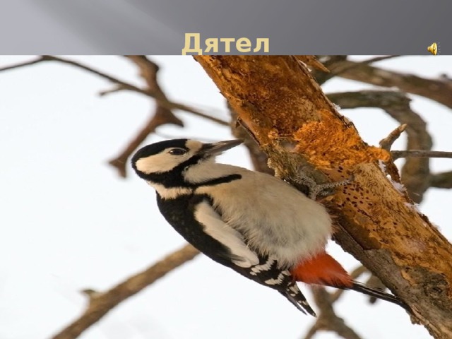 Дятел 