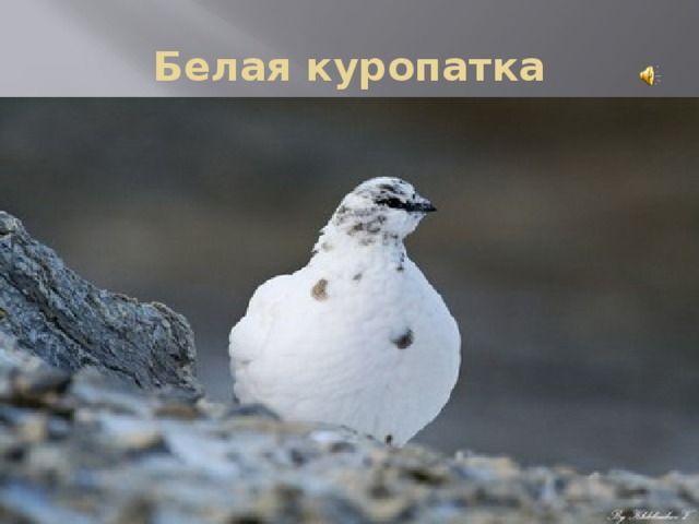 Белая куропатка 