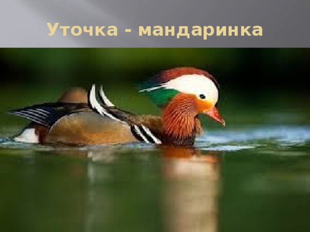 Уточка - мандаринка 