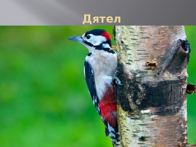  Дятел 