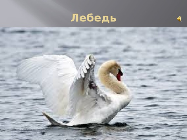 Лебедь 