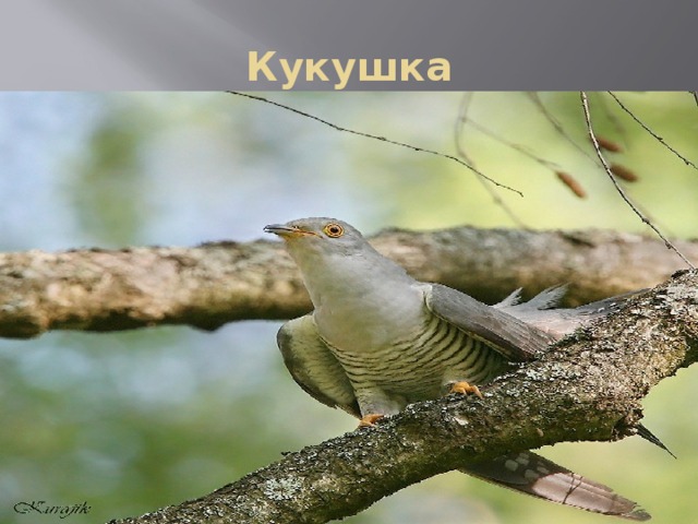 Кукушка 
