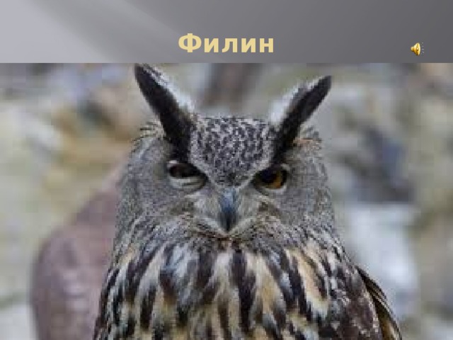 Филин 