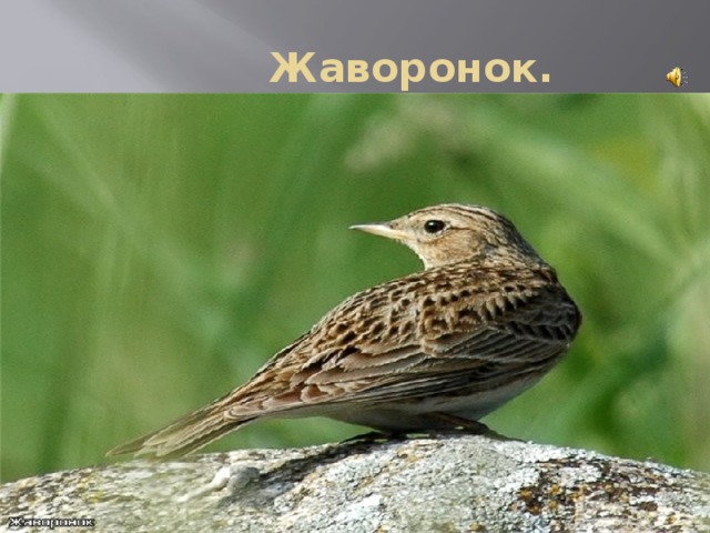  Жаворонок. 