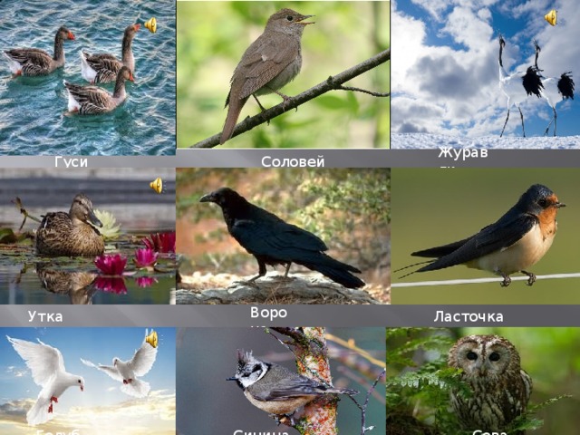 Журавли  Соловей Гуси Ворона  Ласточка Утка  Сова  Синица Голуби. 