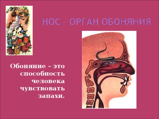 Обоняние – это способность человека чувствовать запахи. 