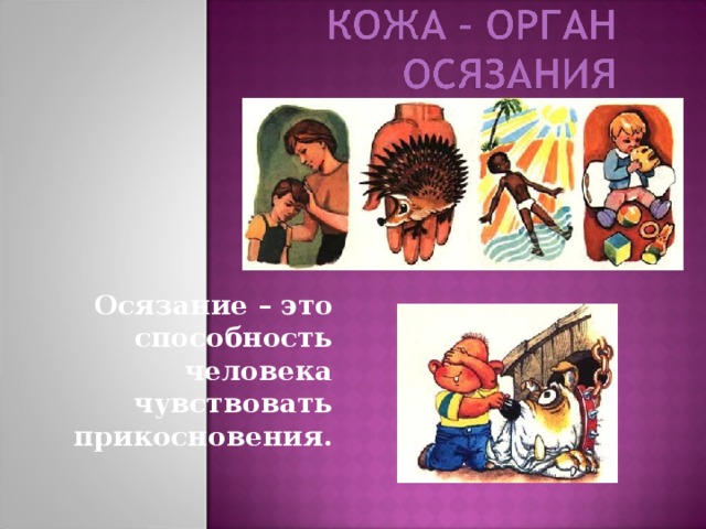 Осязание – это способность человека чувствовать прикосновения. 