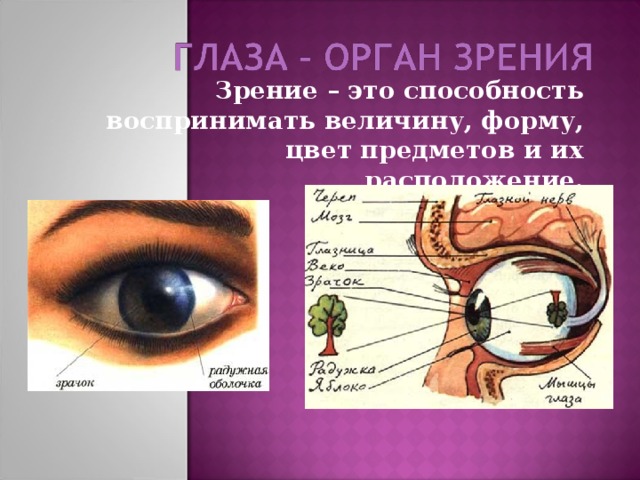 Зрение – это способность воспринимать величину, форму, цвет предметов и их расположение. 