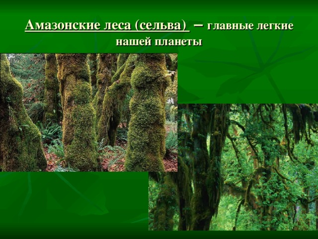 Амазонские леса (сельва) – главные легкие нашей планеты 