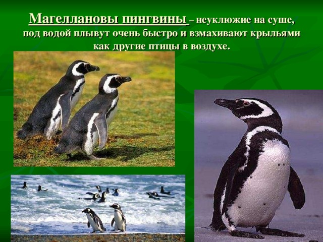 Магеллановы пингвины  – неуклюжие на суше, под водой плывут очень быстро и взмахивают крыльями как другие птицы в воздухе. 