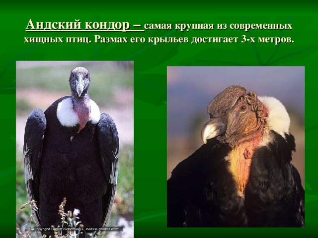 Андский кондор – самая крупная из современных хищных птиц. Размах его крыльев достигает 3-х метров. 