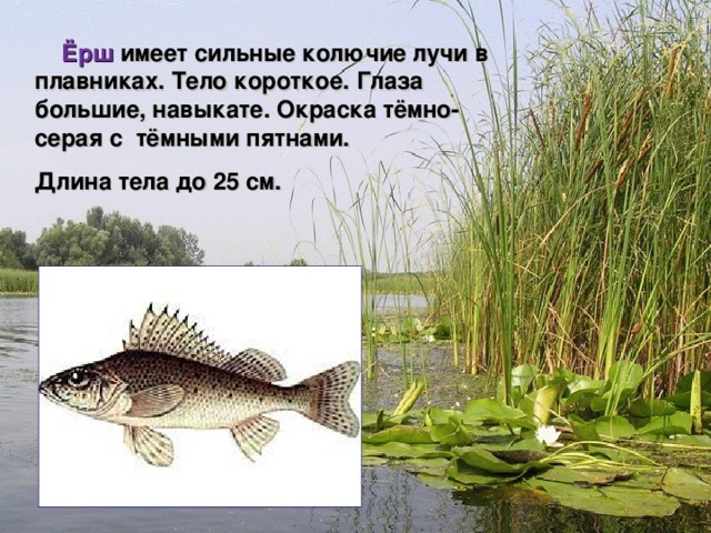  Ёрш имеет сильные колючие лучи в плавниках. Тело короткое. Глаза большие, навыкате. Окраска тёмно-серая с тёмными пятнами. Длина тела до 25 см.   Мир вокруг нас 4 класс 