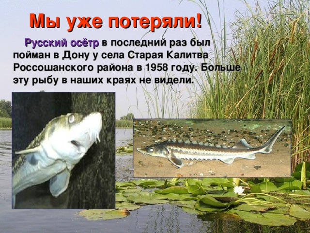Мы уже потеряли!  Русский осётр в последний раз был пойман в Дону у села Старая Калитва Россошанского района в 1958 году. Больше эту рыбу в наших краях не видели.  Мир вокруг нас 4 класс 