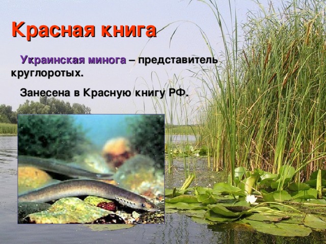 Красная книга  Украинская минога – представитель круглоротых.  Занесена в Красную книгу РФ.  Мир вокруг нас 4 класс 