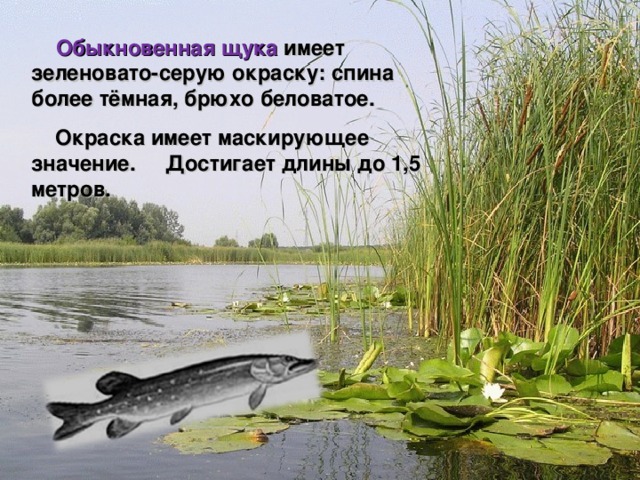  Обыкновенная щука имеет зеленовато-серую окраску: спина более тёмная, брюхо беловатое.  Окраска имеет маскирующее значение. Достигает длины до 1,5 метров. Мир вокруг нас 4 класс 