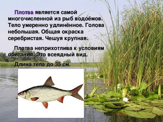  Плотва является самой многочисленной из рыб водоёмов. Тело умеренно удлинённое. Голова небольшая. Общая окраска серебристая. Чешуя крупная.  Плотва неприхотлива к условиям обитания. Это всеядный вид.  Длина тела до 35 см.    Мир вокруг нас 4 класс 