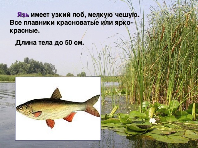  Язь имеет узкий лоб, мелкую чешую. Все плавники красноватые или ярко-красные.  Длина тела до 50 см.    Мир вокруг нас 4 класс 