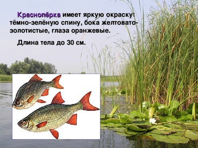  Краснопёрка имеет яркую окраску: тёмно-зелёную спину, бока желтовато-золотистые, глаза оранжевые.  Длина тела до 30 см.    Мир вокруг нас 4 класс 