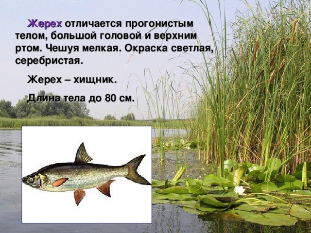  Жерех отличается прогонистым телом, большой головой и верхним ртом. Чешуя мелкая. Окраска светлая, серебристая.  Жерех – хищник.  Длина тела до 80 см.    Мир вокруг нас 4 класс 