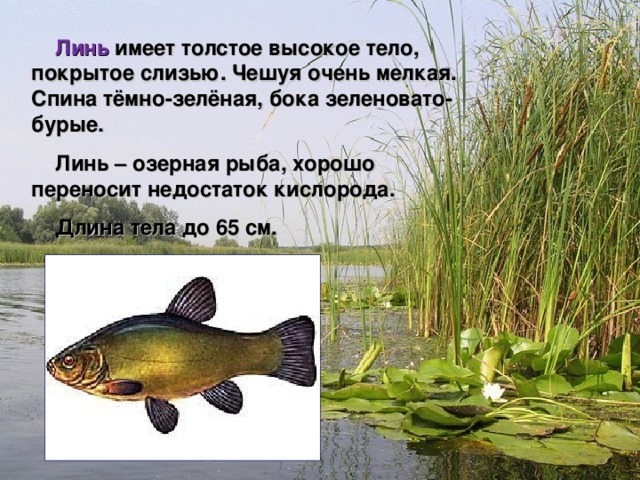  Линь имеет толстое высокое тело, покрытое слизью. Чешуя очень мелкая. Спина тёмно-зелёная, бока зеленовато-бурые.  Линь – озерная рыба, хорошо переносит недостаток кислорода.  Длина тела до 65 см.    Мир вокруг нас 4 класс 