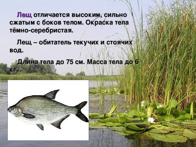  Лещ отличается высоким, сильно сжатым с боков телом. Окраска тела тёмно-серебристая.  Лещ – обитатель текучих и стоячих вод.  Длина тела до 75 см. Масса тела до 6 кг.    Мир вокруг нас 4 класс 