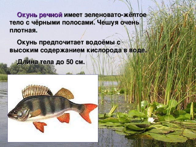  Окунь речной имеет зеленовато-жёлтое тело с чёрными полосами. Чешуя очень плотная.  Окунь предпочитает водоёмы с высоким содержанием кислорода в воде.  Длина тела до 50 см.    Мир вокруг нас 4 класс 