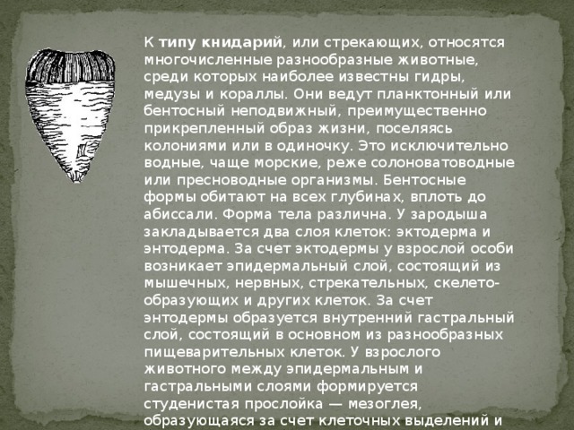 К  типу книдарий , или стрекающих, относятся многочисленные разнообразные животные, среди которых наиболее известны гидры, медузы и кораллы. Они ведут планктонный или бентосный неподвижный, преимущественно прикрепленный образ жизни, поселяясь колониями или в одиночку. Это исключительно водные, чаще морские, реже солоноватоводные или пресноводные организмы. Бентосные формы обитают на всех глубинах, вплоть до абиссали. Форма тела различна. У зародыша закладывается два слоя клеток: эктодерма и энтодерма. За счет эктодермы у взрослой особи возникает эпидермальный слой, состоящий из мышечных, нервных, стрекательных, скелето-образующих и других клеток. За счет энтодермы образуется внутренний гастральный слой, состоящий в основном из разнообразных пищеварительных клеток. У взрослого животного между эпидермальным и гастральными слоями формируется студенистая прослойка — мезоглея, образующаяся за счет клеточных выделений и внедрения различных клеток экто- и энтодермального происхождения 