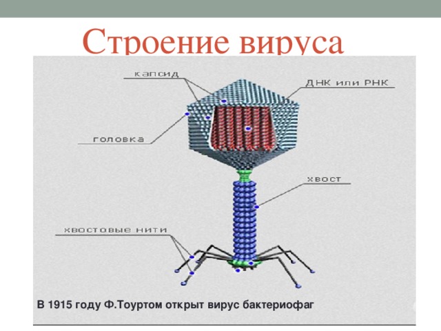 Строение вируса В 1915 году Ф.Тоуртом открыт вирус бактериофаг Вне организма хозяина – вирион 