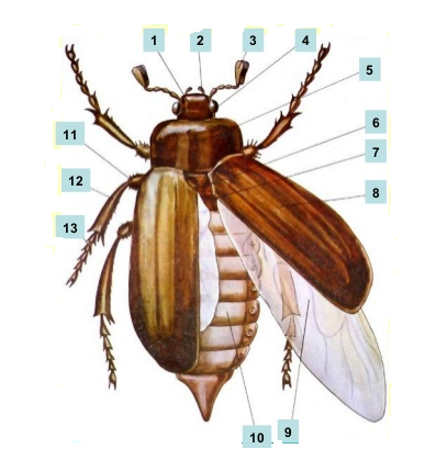 Фазы развития майского жука в картинках