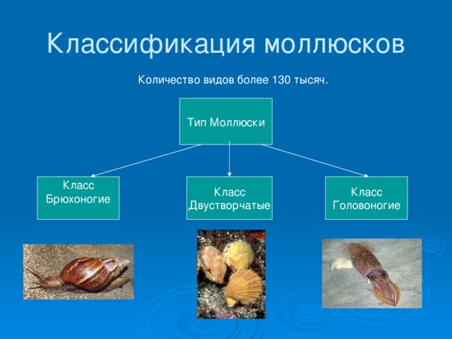 Классификация моллюсков Количество видов более 130 тысяч. Тип Моллюски Класс Класс Класс Двустворчатые Головоногие Брюхоногие 