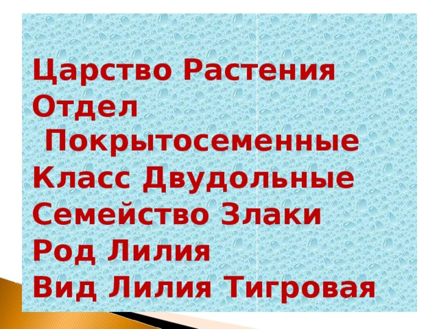 Царство отдел класс род. Царство отдел класс род вид семейство лилии. Лилия род вид семейство. Царство отдел класс род вид растения Лилия. Лилия царство отдел класс порядок семейство род.