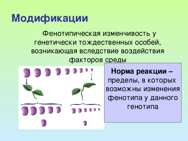 Не затрагивает генотип какая изменчивость