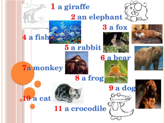  1. 1 a giraffe  2 an elephant  3 a fox 4 a fish  5 a rabbit  6 a bear 7 a monkey  8 a frog  9 a dog 10 a cat  11 a crocodile  
